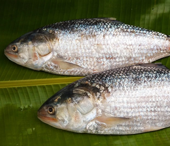 sundarban bengal tourism